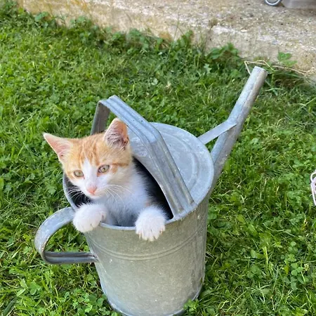 شقة Biohof Kroisleitner Rundumblick *