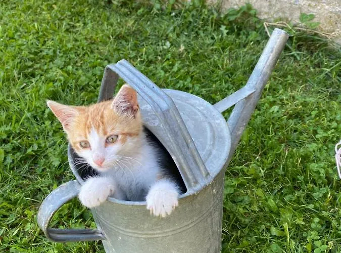 Appartamento Biohof Kroisleitner Rundumblick *